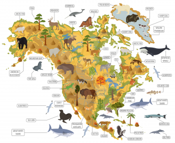 North America flora and fauna map, flat elements. Animals, birds and sea life big set. Build your geography infographics collection. Vector illustration