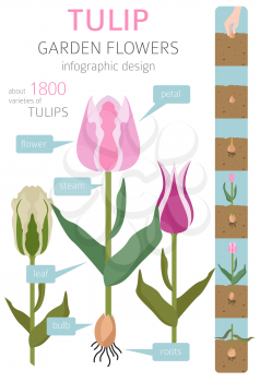 Tulip varieties flat icon set. Garden flower and house plants infographic. Vector illustration
