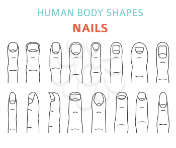 Human body shapes. Hand finger nail types set. Vector illustration