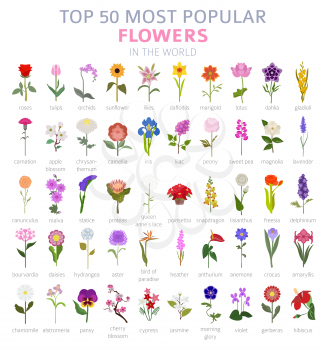 Your garden guide. Top 50 most popular flowers infographic. Vector illustration