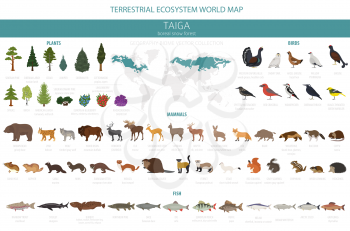 Taiga biome, boreal snow forest. Terrestrial ecosystem world map. Animals, birds, fish and plants infographic design. Vector illustration