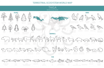 Taiga biome, boreal snow forest thin simple line design. Terrestrial ecosystem world map. Animals, birds, fish and plants infographic elements. Vector illustration