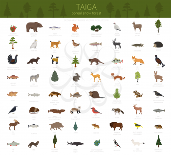 Taiga biome, boreal snow forest. Terrestrial ecosystem world map. Animals, birds, fish and plants infographic design. Vector illustration