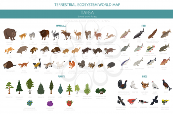 Taiga biome, boreal snow forest 3d isometry design. Terrestrial ecosystem world map. Animals, birds, fish and plants infographic elements. Vector illustration