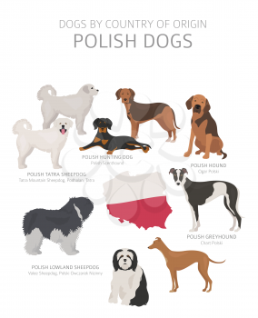 Dogs by country of origin. Polish dog breeds. Shepherds, hunting, herding, toy, working and service dogs  set.  Vector illustration