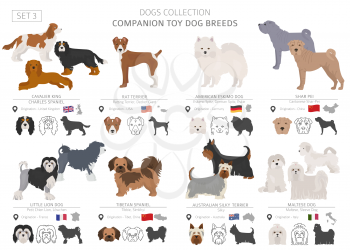 Companion and miniature toy dogs collection isolated on white. Flat style. Different color and country of origin. Vector illustration