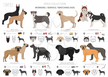 Working, service and watching dogs collection isolated on white. Flat style. Different color and country of origin. Vector illustration