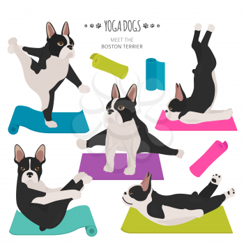 Yoga dogs poses and exercises. French bulldog  clipart. Vector illustration