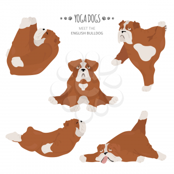 Yoga dogs poses and exercises. English bulldog clipart. Vector illustration