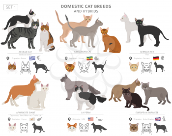 Domestic cat breeds and hybrids collection isolated on white. Flat style set. Different color and country of origin. Vector illustration