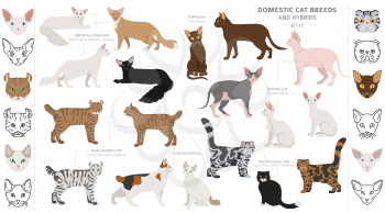 Domestic cat breeds and hybrids collection isolated on white. Flat style set. Different color and country of origin. Vector illustration