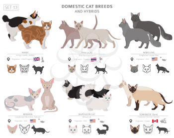 Domestic cat breeds and hybrids collection isolated on white. Flat style set. Different color and country of origin. Vector illustration