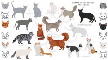 Domestic cat breeds and hybrids collection isolated on white. Flat style set. Different color and country of origin. Vector illustration