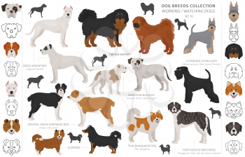 Working, service and watching dogs collection isolated on white. Flat style. Different color and country of origin. Vector illustration