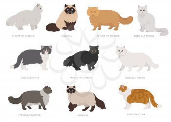 Persian longhaired type cats. Domestic cat breeds and hybrids collection isolated on white. Flat style set. Vector illustration