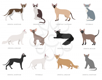 Oriental type cats. Domestic cat breeds and hybrids collection isolated on white. Flat style set. Vector illustration