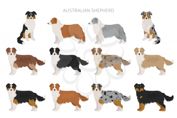 Australian shepherd dog. Different variations of coat color set.  Vector illustration