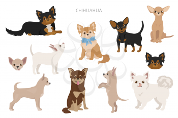 Chihuahua dogs in poses. Different varieties of coat color set.  Vector illustration