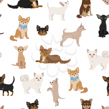 Chihuahua dogs seamless pattern. Different varieties of coat color set.  Vector illustration