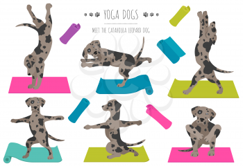 Yoga dogs poses and exercises poster design. Catahoula leopard dog  clipart. Vector illustration