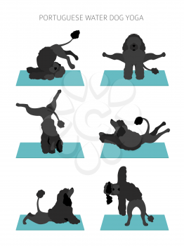 Yoga dogs poses and exercises poster design. Portuguese water dog  clipart. Vector illustration