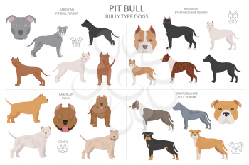 Pit bull type dogs. Different variaties of coat color bully dogs set.  Vector illustration