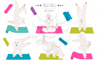 Yoga dogs poses and exercises poster design. Poodle clipart. Vector illustration