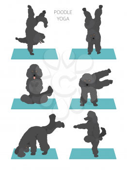 Yoga dogs poses and exercises poster design. Poodle clipart. Vector illustration