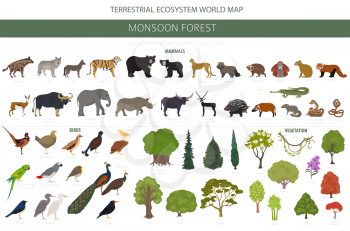 Monsoon forest biome, natural region infographic. Terrestrial ecosystem world map. Animals, birds and vegetations design set. Vector illustration