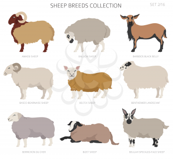 Sheep breeds collection 2. Farm animals set. Flat design. Vector illustration