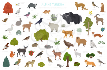 Apine tundra biome, natural region infographic. Terrestrial ecosystem world map. Animals, birds and plants design set. Vector illustration