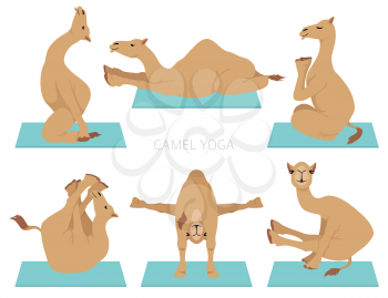 Camelids family collection. Dromedary camel yoga design. Vector illustration