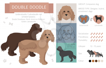 Designer dogs, crossbreed, hybrid mix pooches collection isolated on white. Double doodle flat style clipart infographic. Vector illustration