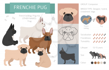 Designer dogs, crossbreed, hybrid mix pooches collection isolated on white. Frenchie pug flat style clipart infographic. Vector illustration