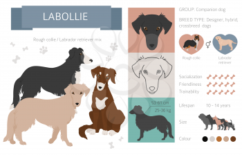 Designer dogs, crossbreed, hybrid mix pooches collection isolated on white. Labollie flat style clipart infographic. Vector illustration