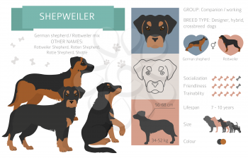 Designer dogs, crossbreed, hybrid mix pooches collection isolated on white. Shepweiler flat style clipart infographic. Vector illustration