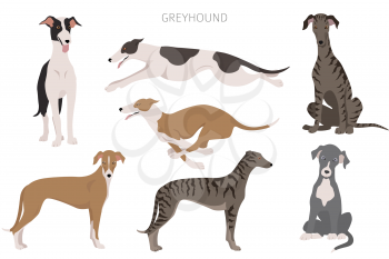 English greyhound dogs in different poses. Greyhounds characters set.  Vector illustration