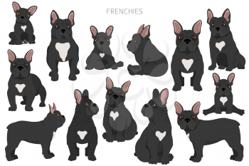 French bulldogs in different poses. Adult and puppy set.  Vector illustration