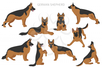 German shepherd dogs in different poses. Shepherd characters set.  Vector illustration
