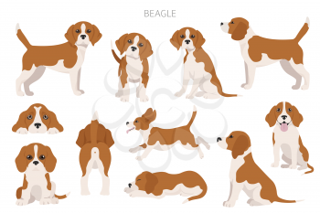 Beagle infographic. Different poses, Beagle puppy.  Vector illustration