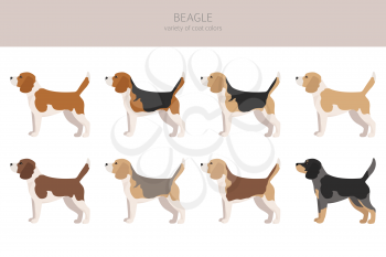Beagle clipart. Different coat colors set.  Vector illustration