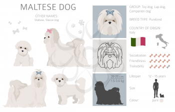Maltese dog isolated on white. Characteristic, color varieties, temperament info. Dogs infographic collection. Vector illustration