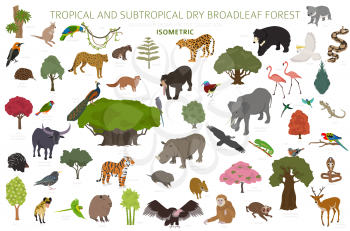 Tropical and subtropical dry broadleaf forest biome, natural region infographic. Seasonal forests. Animals, birds and vegetations ecosystem isometric 3d design set. Vector illustration