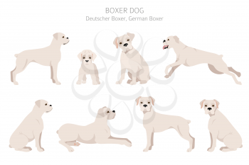 Boxer dog clipart. Different poses, coat colors set.  Vector illustration