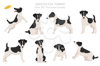 Smooth fox terrier clipart. Different poses, coat colors set.  Vector illustration