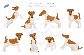 Smooth fox terrier clipart. Different poses, coat colors set.  Vector illustration