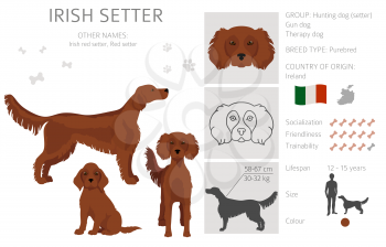 Irish setter clipart. Different poses, coat colors set.  Vector illustration