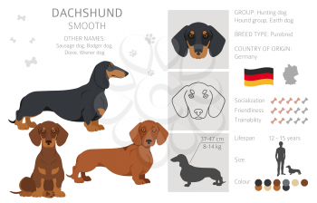 Dachshund short haired clipart. Different poses, coat colors set.  Vector illustration