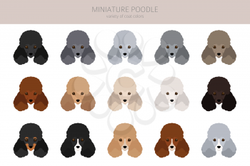 Miniature poodle clipart. Different poses, coat colors set.  Vector illustration