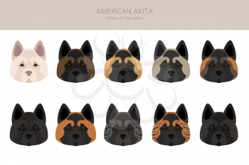 American akita all colours clipart. Different coat colors set. Vector illustration